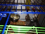 fotka Daruji zachráněné potkánky 