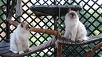 fotka Poslední dvě ragdoll s PP kočičky - odběr ihned