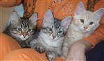 fotka Prodáme nádherná sibiřská koťátka s PP 