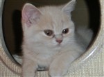 fotka Britská krémová koťata - n á d h e r n á