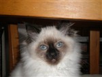 fotka Prodám  koťata  Ragdoll