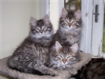 fotka Sibiřská koťata s PP