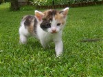 fotka Daruji tříbarevná koťátka