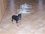 fotka štěně - Pražský krysařík