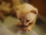 fotka Siamská kočka - koťata 