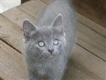 fotka Daruji 3 krásná koťátka